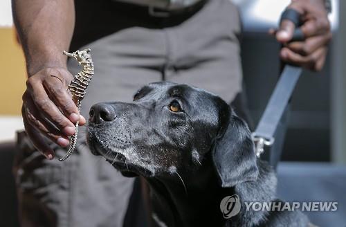 경찰견 여럿 잡은 美 폭염…에어컨 고장 車에 실려 가다 떼죽음