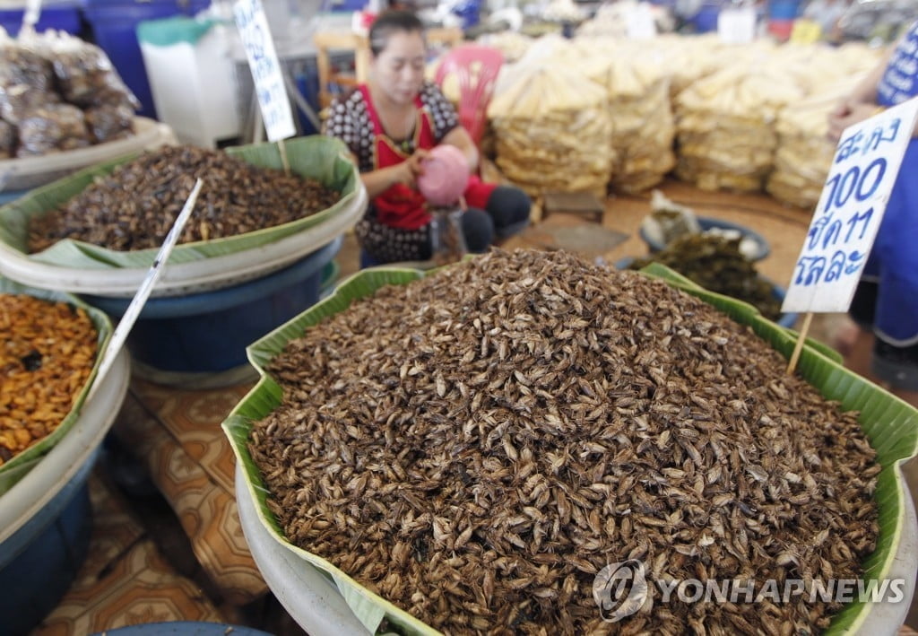 곤충, 진짜 미래 주식 되나?...뉴질랜드 연구진 "식품으로 적당"