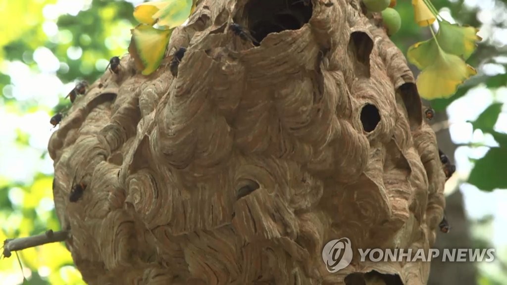 여름철 벌 쏘임 사고 'Bee상'…벌집 건드리지 말고 119 신고해야