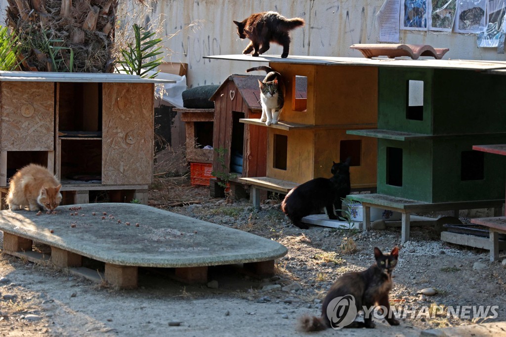 길냥이 다 죽는다…'고양이의 섬' 키프로스에 변종 코로나 재앙