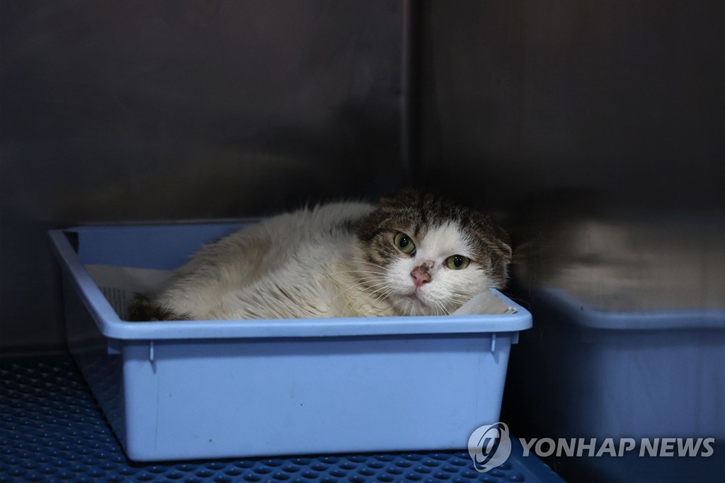 길냥이 다 죽는다…'고양이의 섬' 키프로스에 변종 코로나 재앙