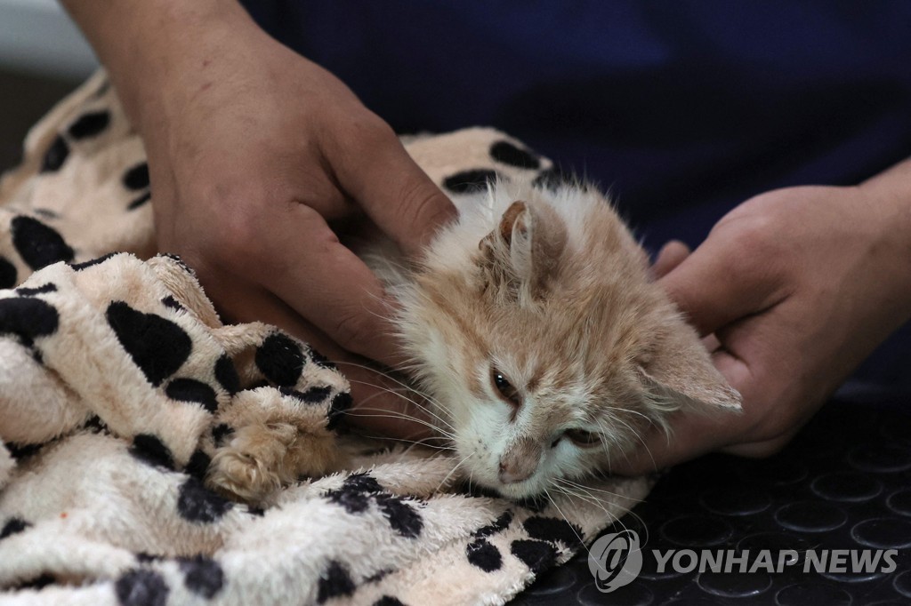 길냥이 다 죽는다…'고양이의 섬' 키프로스에 변종 코로나 재앙