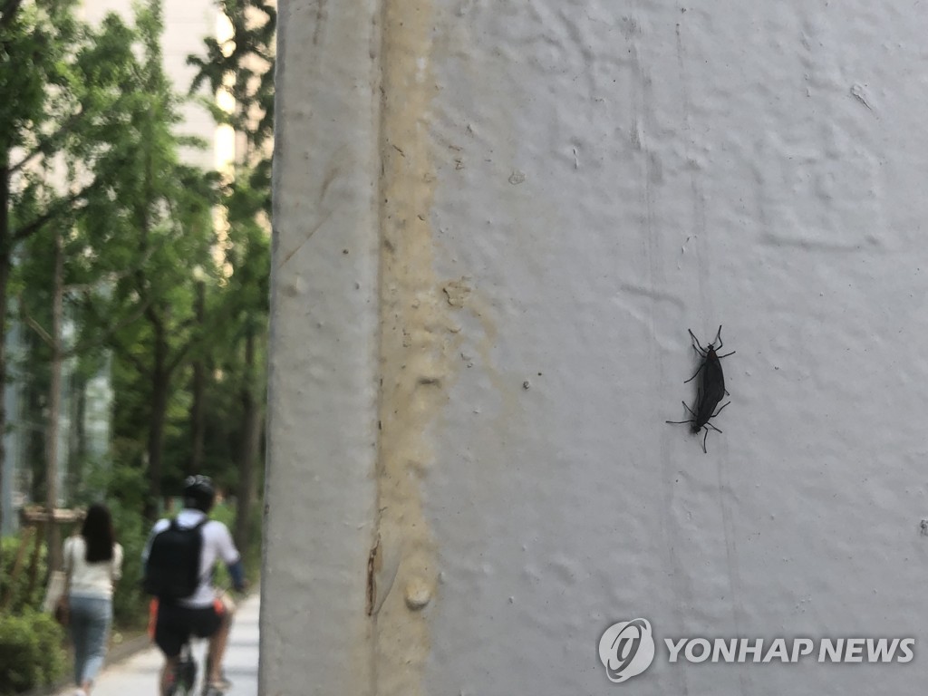 인천서도 사라진 러브버그…내년에도 또 기승 부릴듯