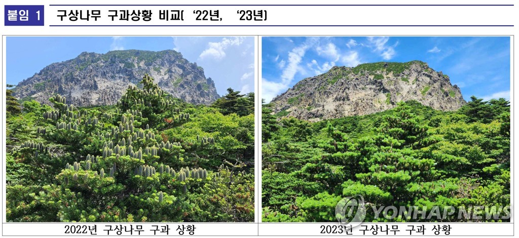 한라산 구상나무 암꽃 개화 92.7% 급감…"해거리 현상"