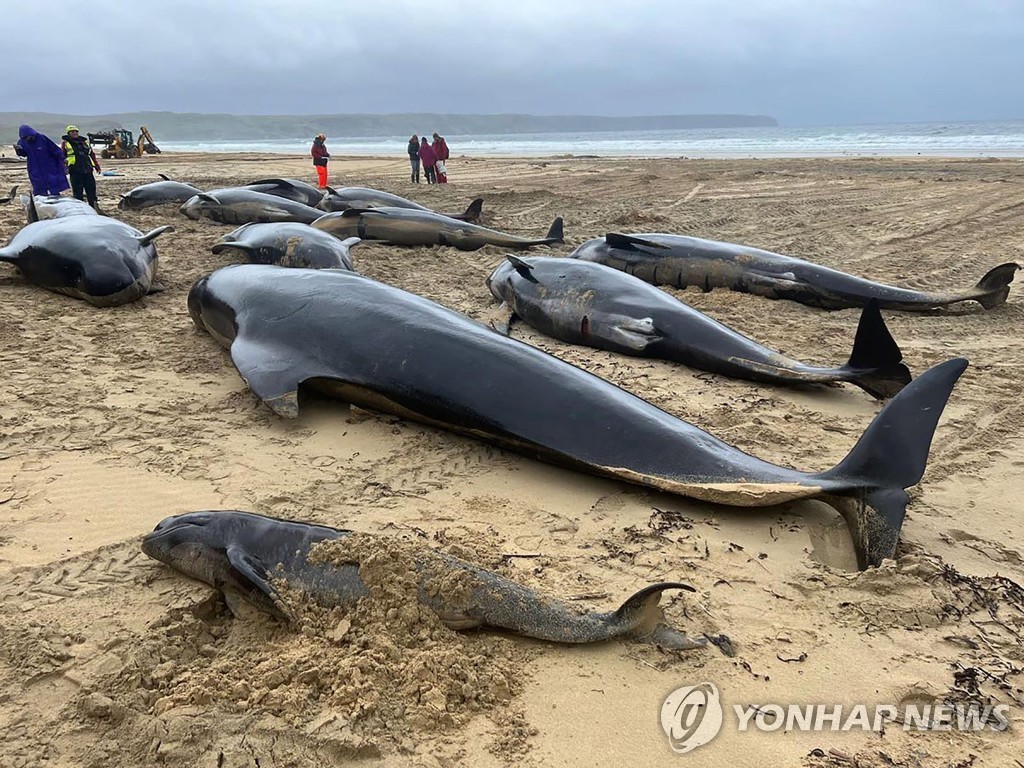 해변서 고래 떼죽음 잇달아…서호주서도 50여마리 폐사