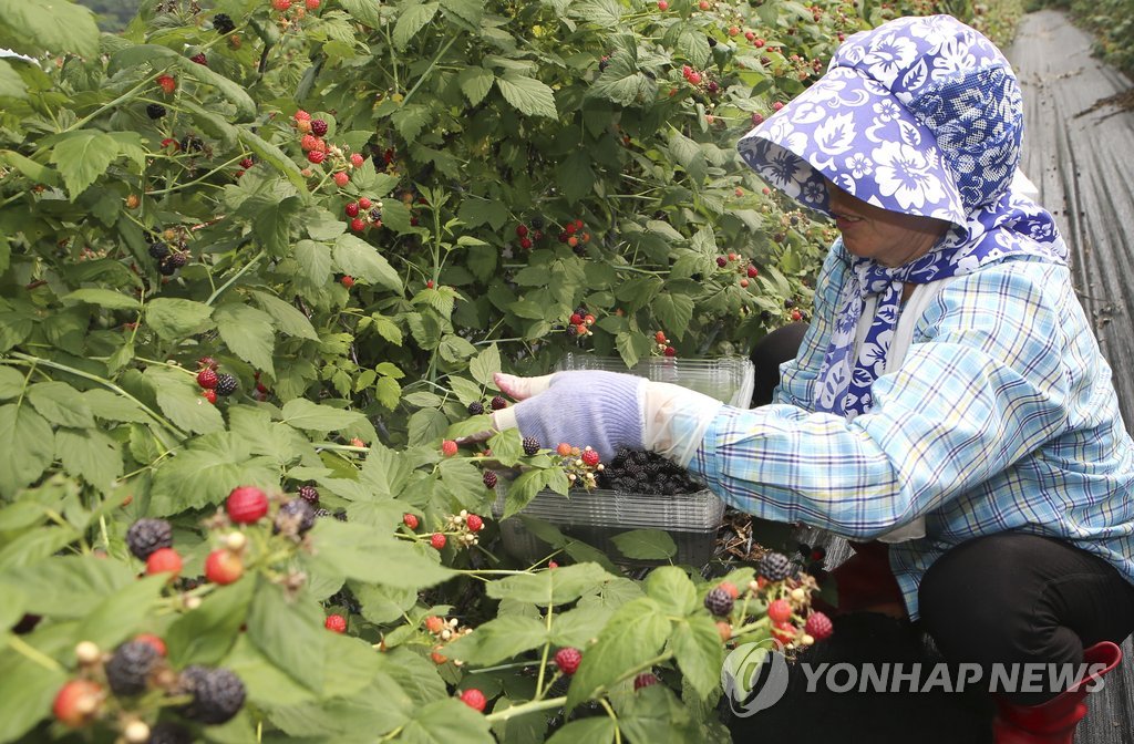 복분자분말 넣은 식품 '항산화' 기능성 표시 허용한다