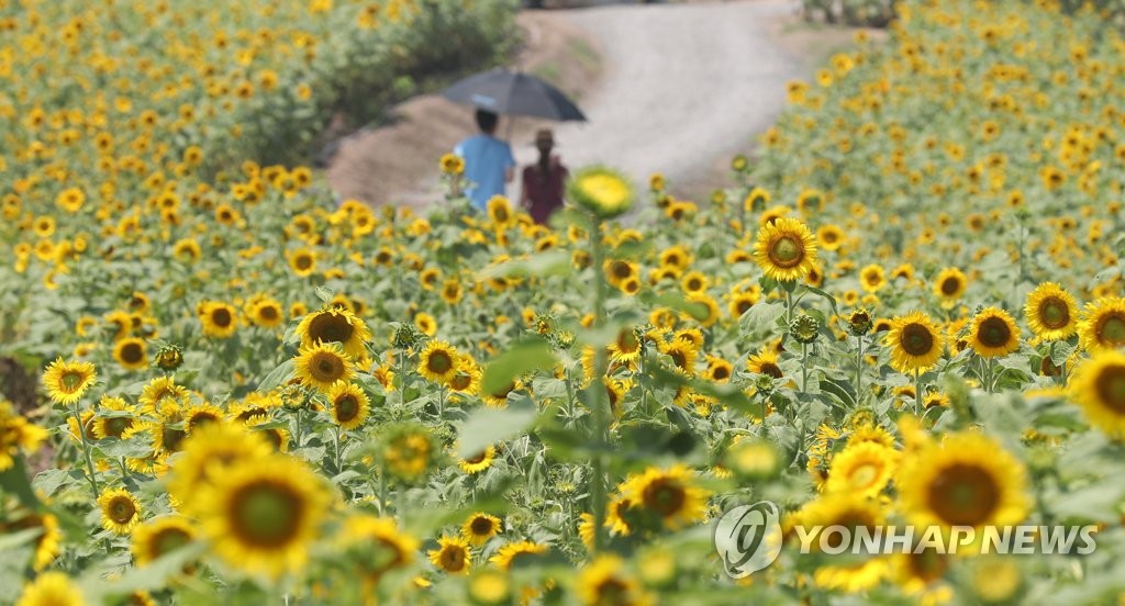 [톡톡 지방자치]'주민참여' 함안 해바라기축제…70만명 다녀간 명소로