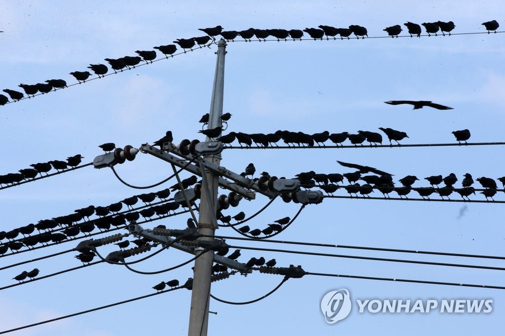 늘어나는 불청객 까마귀 '정전' 사례…해결책 없어 한전 골머리