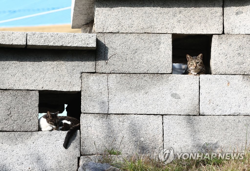 서울 용산구 이어 관악구 동물보호소에서도 고양이 AI 확진