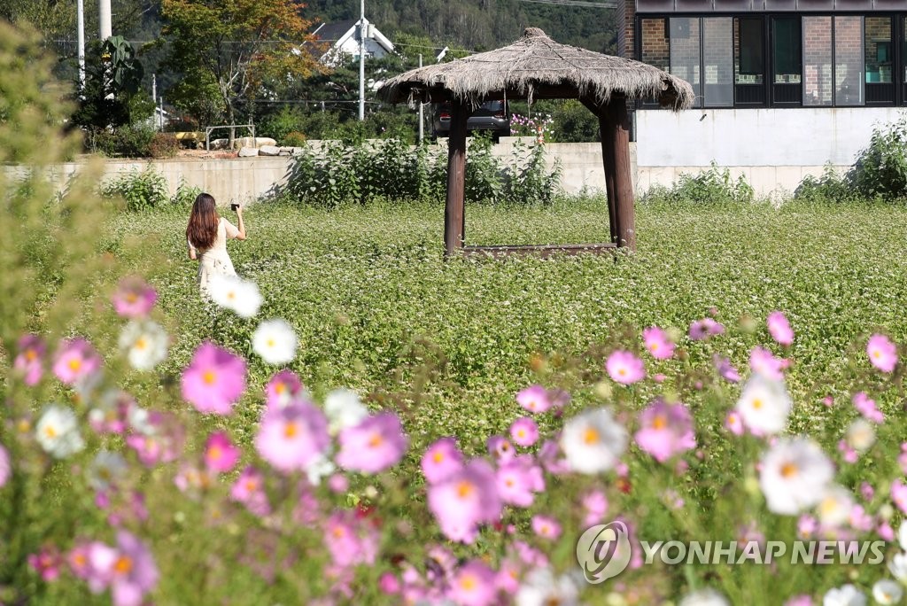 평창군, 봉평전통시장 메밀음식축제 28∼30일 개최