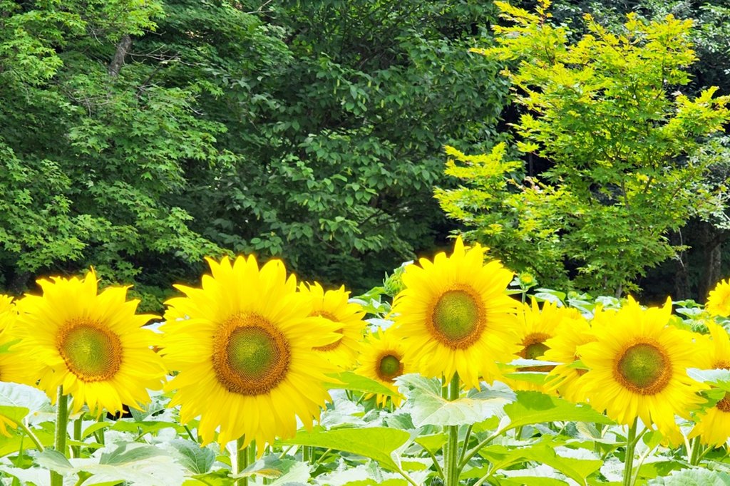 장마 끝, 휴가 시작…더위 날릴 시원한 여름 축제로 '풍덩'