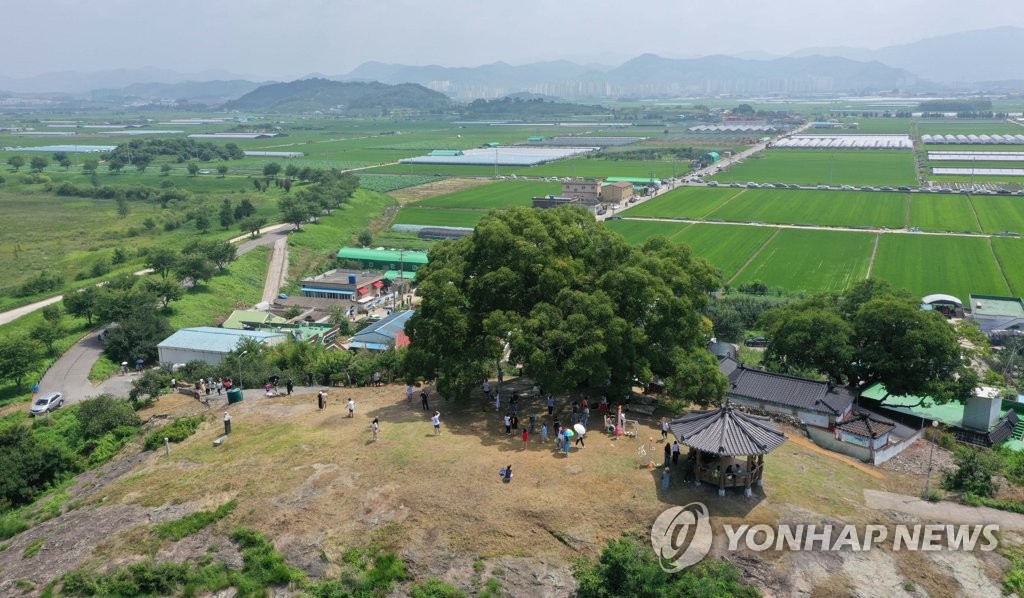 창원시, 천연기념물 '우영우 팽나무' 보존관리계획 수립한다