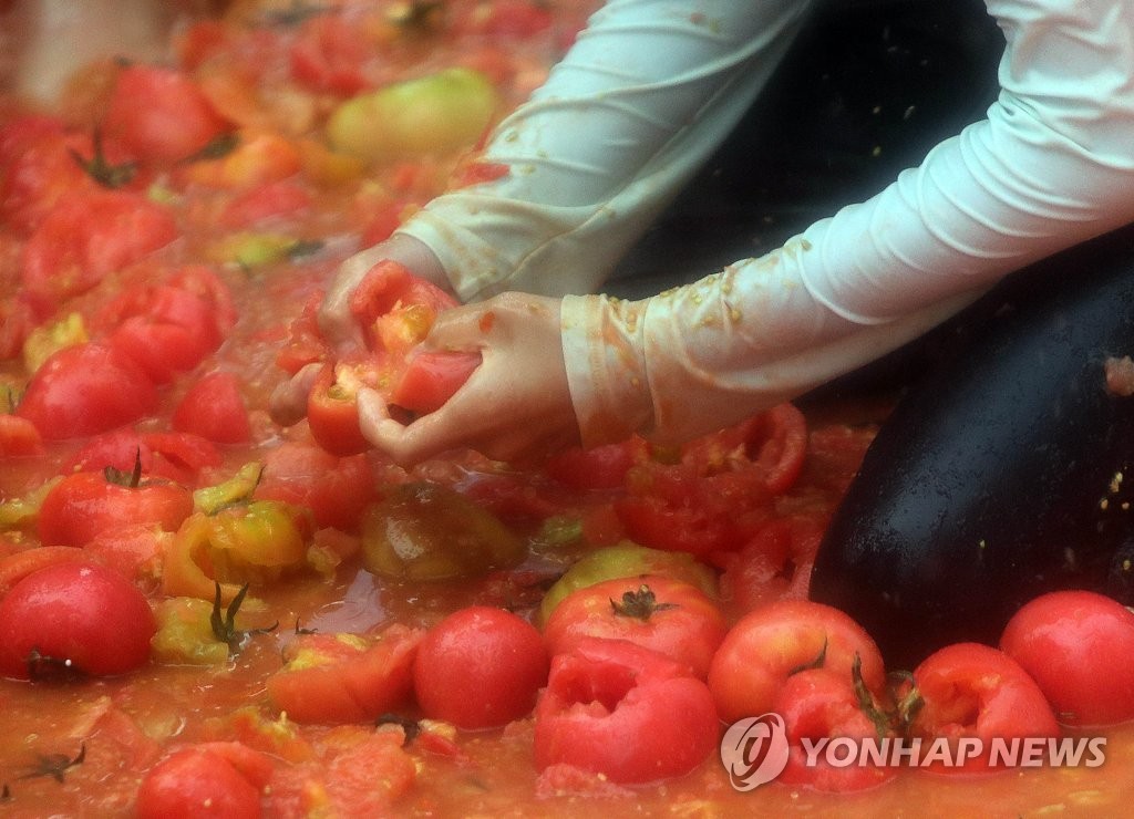 화천토마토축제 개막 앞두고 열기 고조…온라인 판매 진행