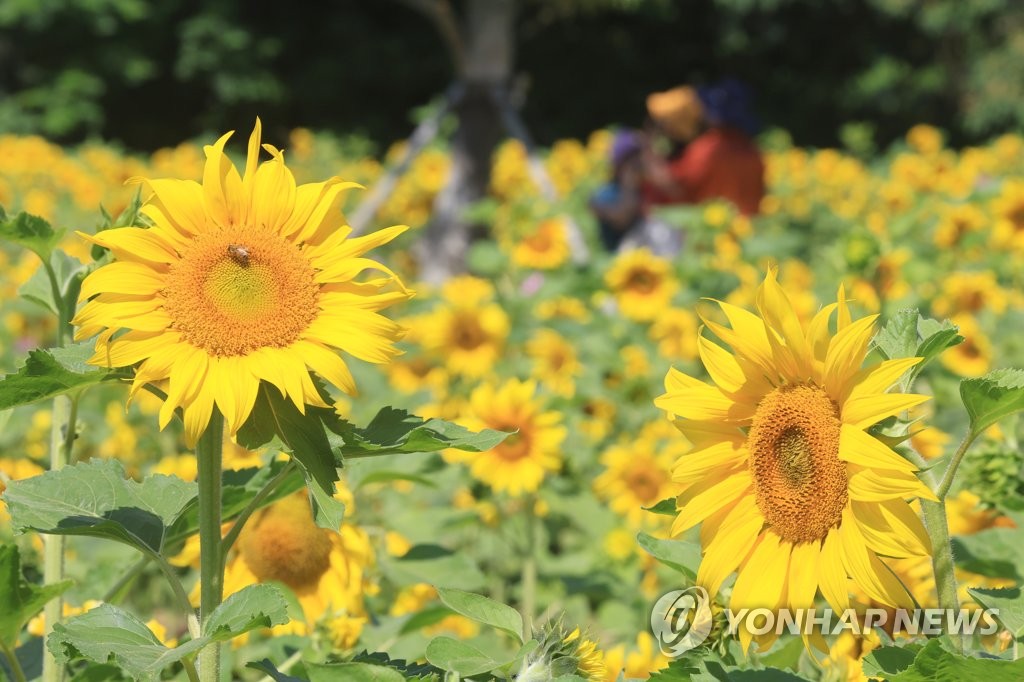 제주 낮 기온 치솟아 37도…7월 기록 역대 2위