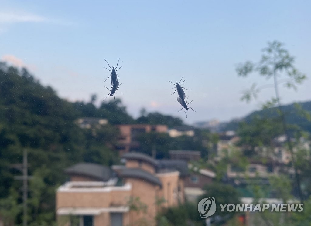 짧은 생애 '러브버그' 올해는 안녕…빈자리는 모기에게