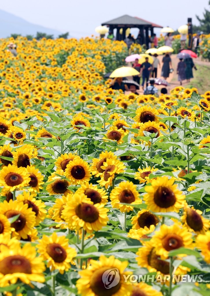 [사진톡톡] 꽃 활짝 폈네…함안 강주마을 해바라기 축제