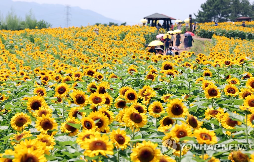 '핫플' 함안 강주해바라기 축제 종료…군 인구수만큼 다녀가