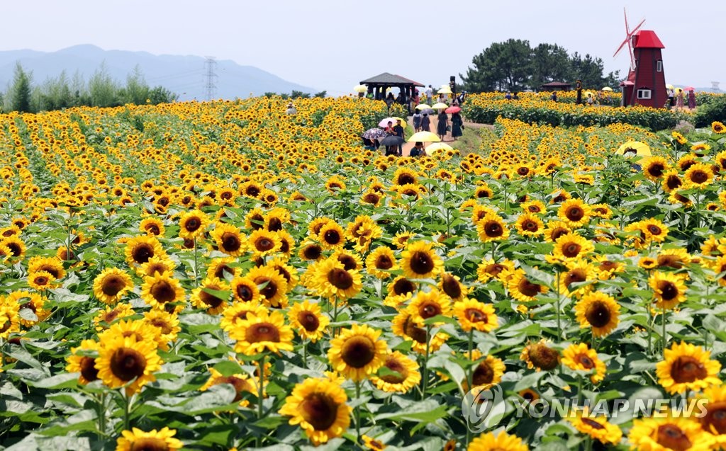 [사진톡톡] 꽃 활짝 폈네…함안 강주마을 해바라기 축제