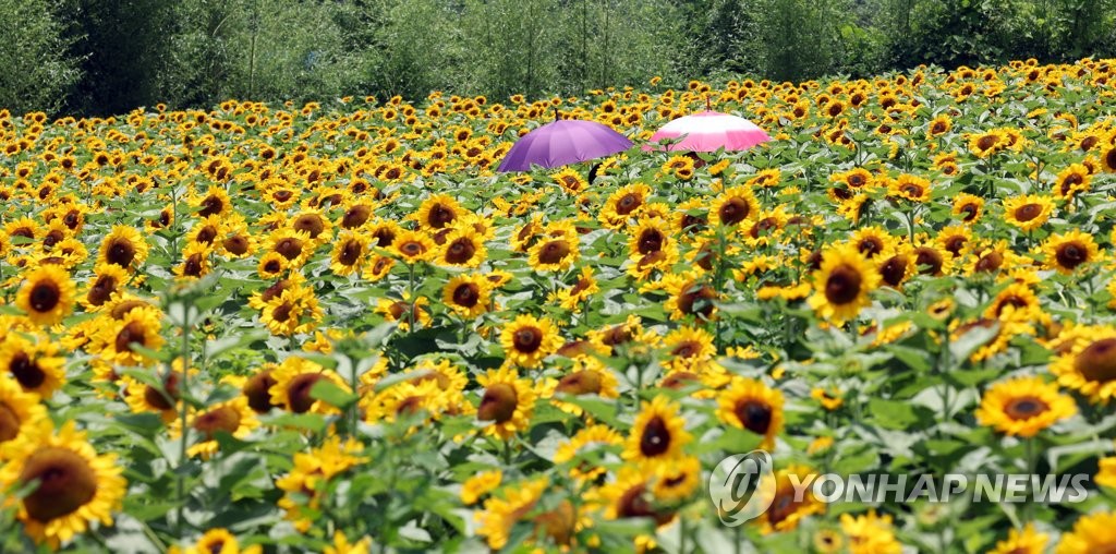 [사진톡톡] 꽃 활짝 폈네…함안 강주마을 해바라기 축제