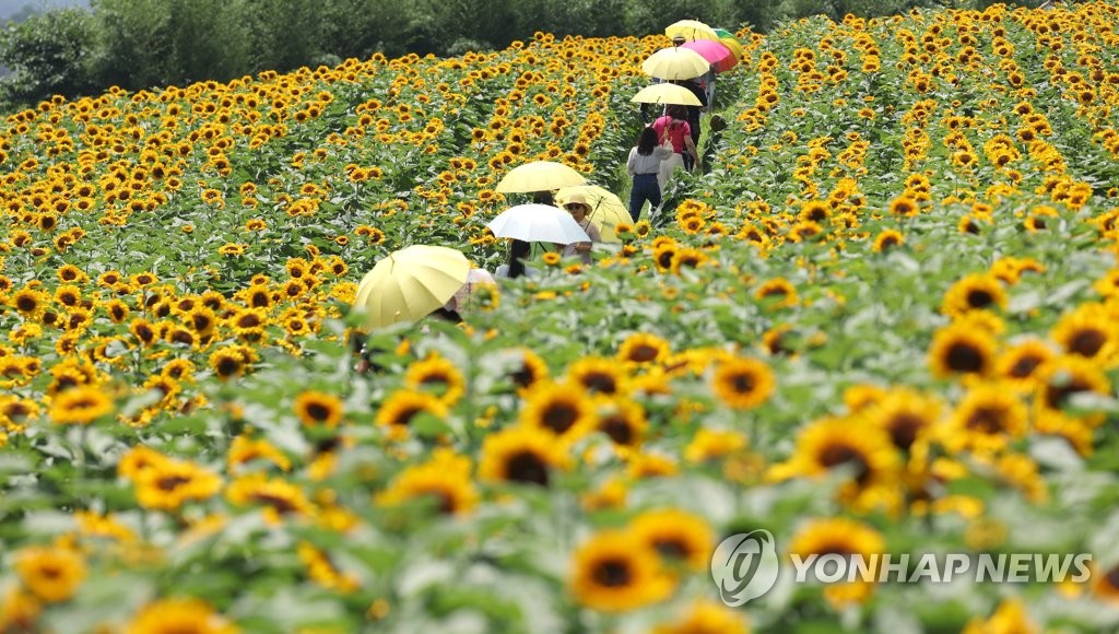 [사진톡톡] 꽃 활짝 폈네…함안 강주마을 해바라기 축제