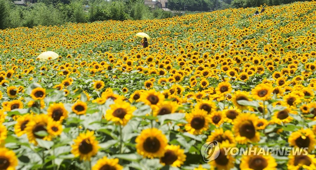 [사진톡톡] 꽃 활짝 폈네…함안 강주마을 해바라기 축제