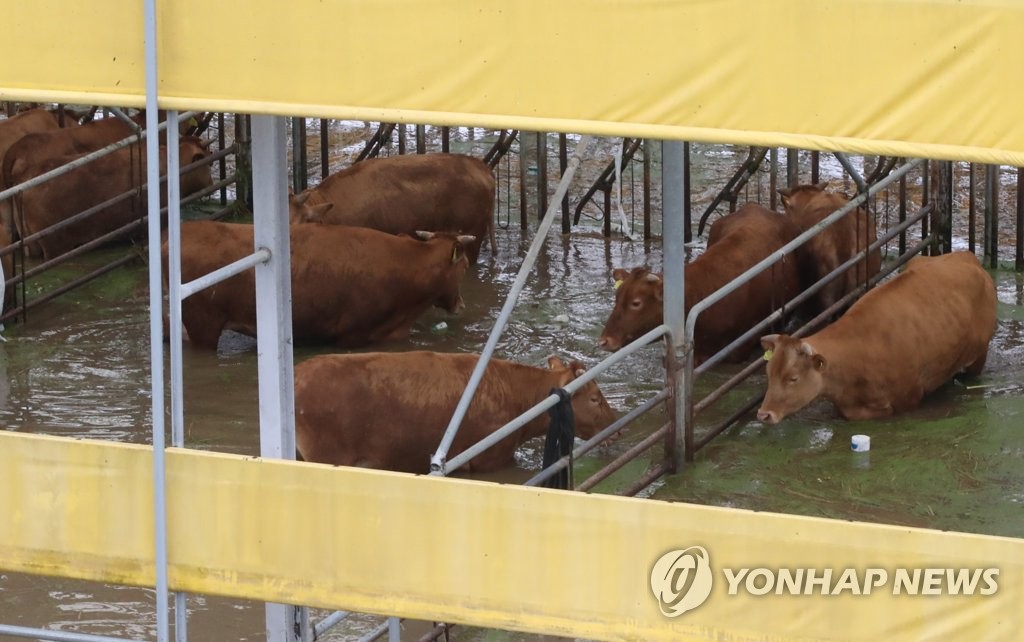 [르포] "6.25 난리는 난리도 아녀" 물에 잠겨버린 충남 청양·논산