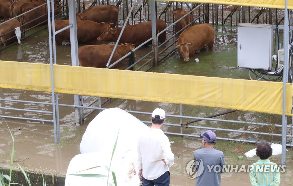 580㎜ 폭우에 충남서 축구장 1만4천개 넘는 농경지 피해(종합)