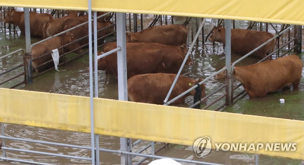 작년 이어 올해도 폭우 참사…"막연하던 기후위기 피부로"