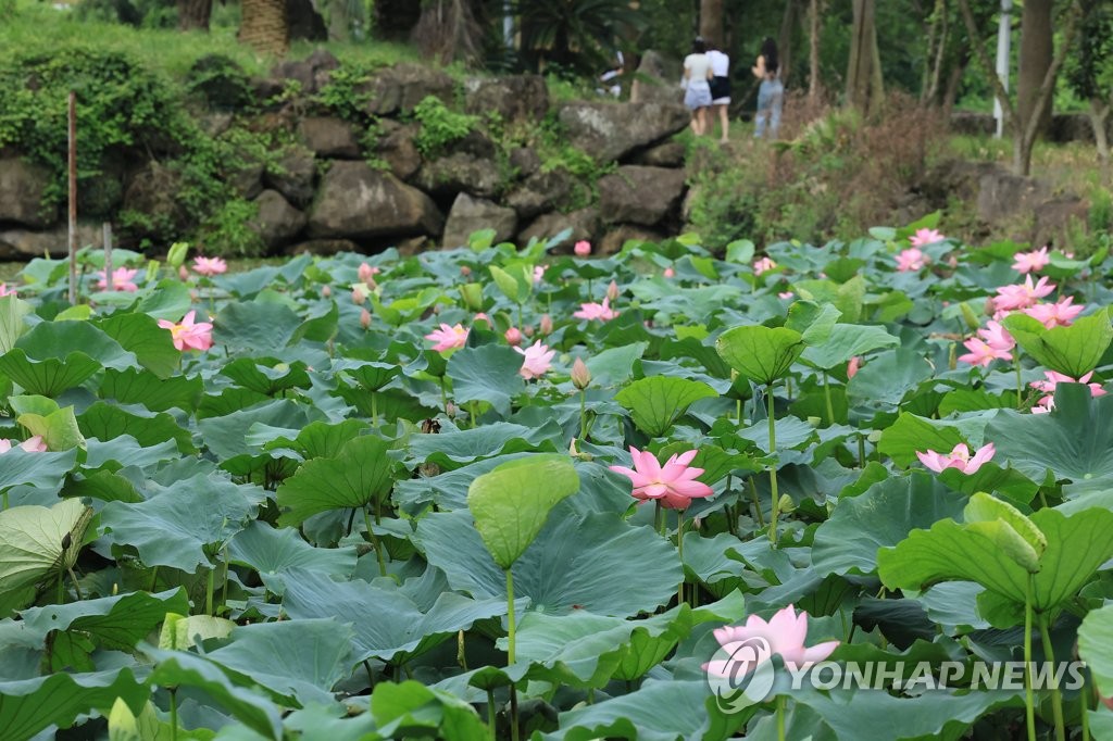 제주 흐리고 비…예상 강수량 10∼60㎜