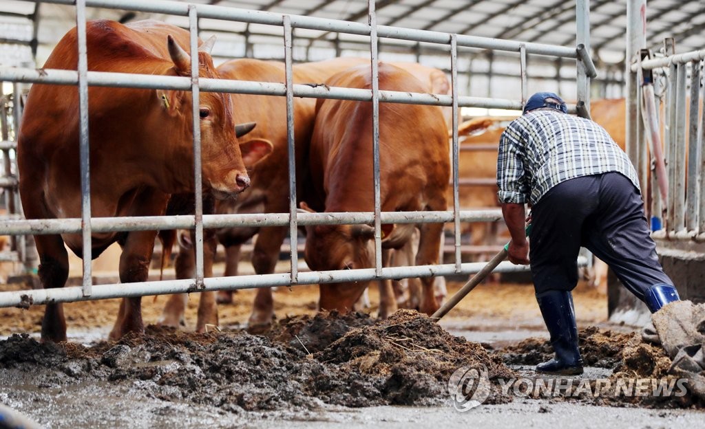 [르포] "허리 세울 짬도 없다" 전남 곳곳 폭염 속 복구 구슬땀