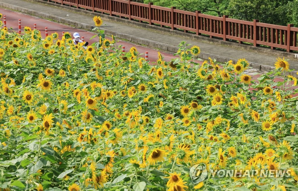 제주 무더위 속 곳곳 소나기…낮 최고 30∼32도