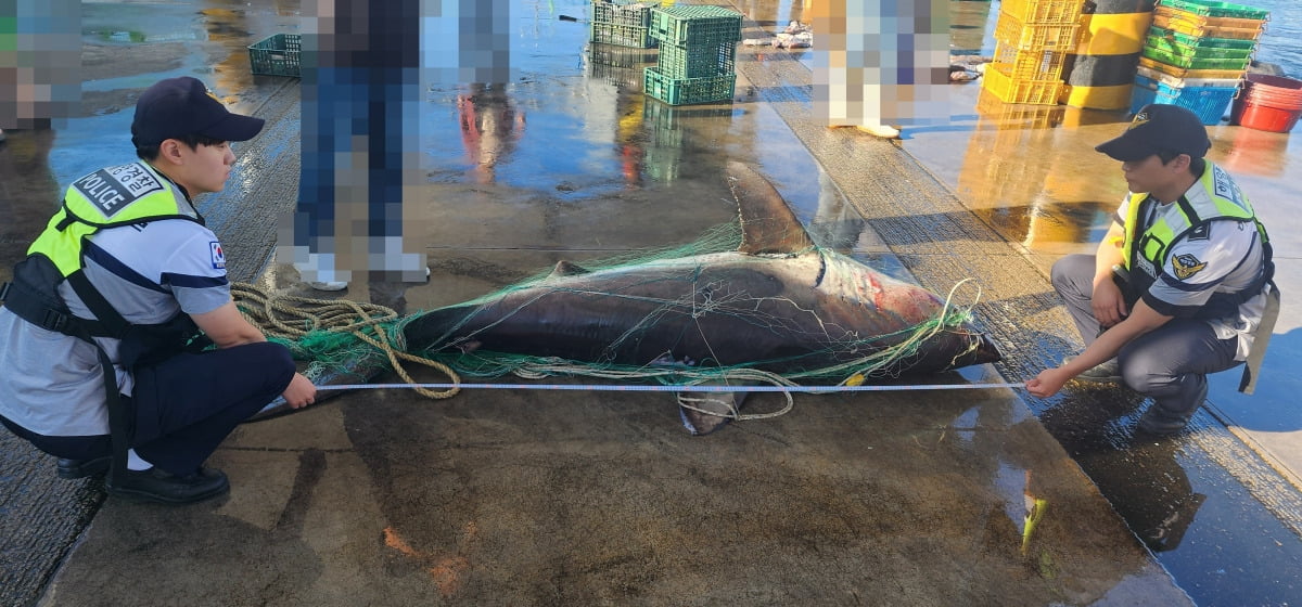 23일 오전 속초 속초항 인근 해역에서 조업 중이던 어민이 발견한 상어 사체를 해경 직원이 확인하고 있다.  /연합뉴스