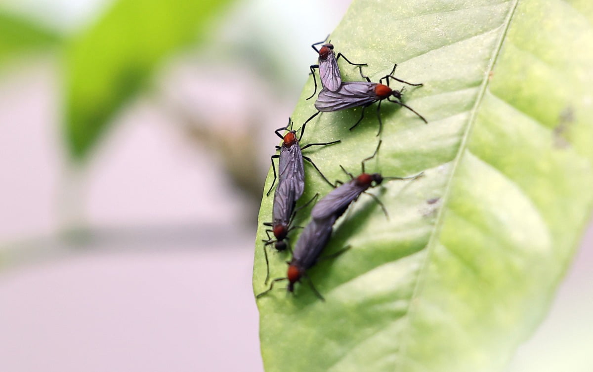 러브버그. / 사진=연합뉴스