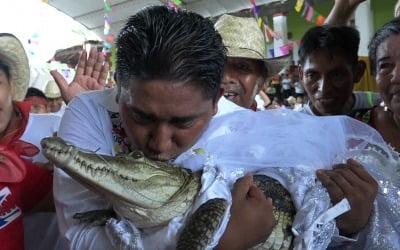 멕시코 현직 시장 '이색 결혼식'…신부는 악어, 대체 무슨 일?