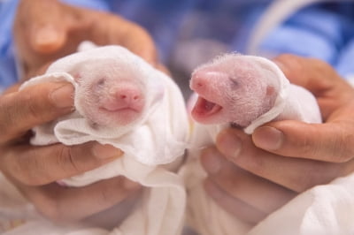 "쌍둥이 판다 모두 건강"…에버랜드, SNS에 근황 공개