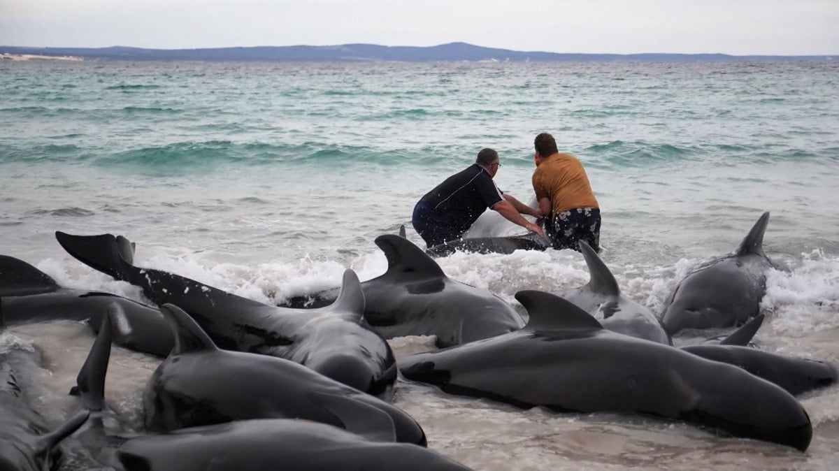 호주 남서부 체인스 해변에 좌초된 돌고래 떼를 26일(현지시간) 시민들이 구조하고 있다. 당국은 전날 떠내려온 참거두고래 90여마리 가운데 51마리가 이날 오전 죽었고, 나머지 46마리를 구하기 위해 노력하고 있다고 밝혔다. /사진=AFP