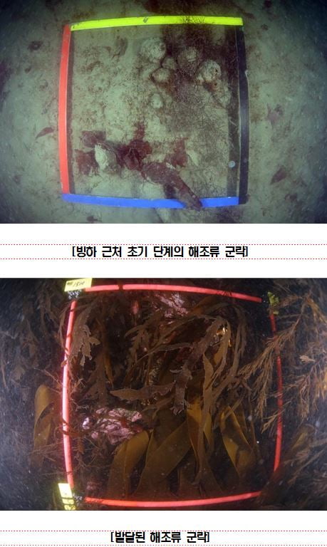 극지연구소 "기후변화로 남극바다의 종 다양성 위협"