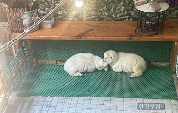 한 야생동물 카페 야외 방사장에 놓여진 양 두마리가 더위를 피해 그늘에서 휴식을 취하고 있다. /사진=김세린 기자