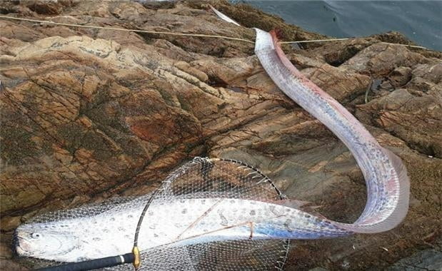 전북 군산 고군산군도 해안에서 처음 발견된 심해 희귀 어종 '산갈치'. /사진=국립해양생물자원관 제공