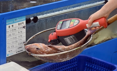 日수산청 "첫 물고기 검사서 삼중수소 안 나왔다"