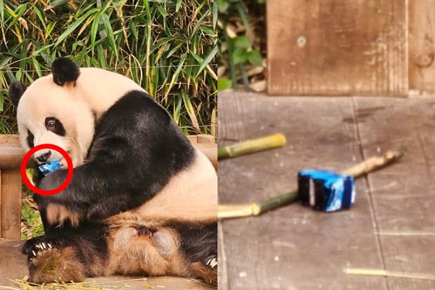 에버랜드 스타 판다 푸바오의 아빠인 러바오의 방사장에 어린이 장난감이 떨어지는 위험한 상황이 연출됐으나 관람객과 직원들의 발 빠른 대처로 무사히 일단락됐다는 사연이 전해졌다. /사진=온라인 커뮤니티