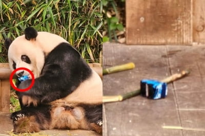 떨어진 장난감 깨문 러바오…"목말 태우다" 아이 엄마 사과