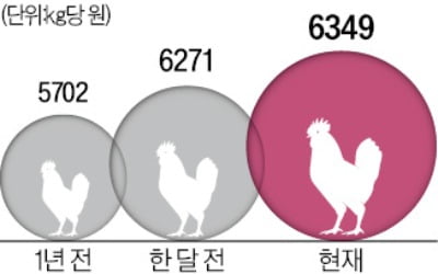 계속 오르는 닭고기값…無관세 수입 효과 언제쯤?