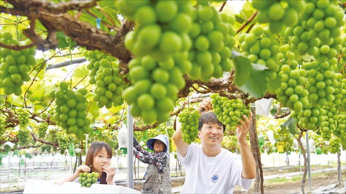 [포토] 샤인머스캣이 주렁주렁