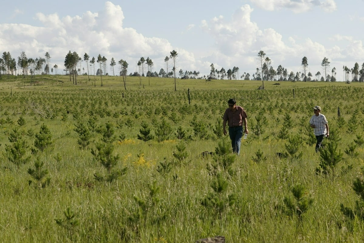 유한킴벌리가 토진나르스 지역에 나무를 심기 시작한 지 5년이 지난 후의 모습. 사진 제공 : 유한킴벌리