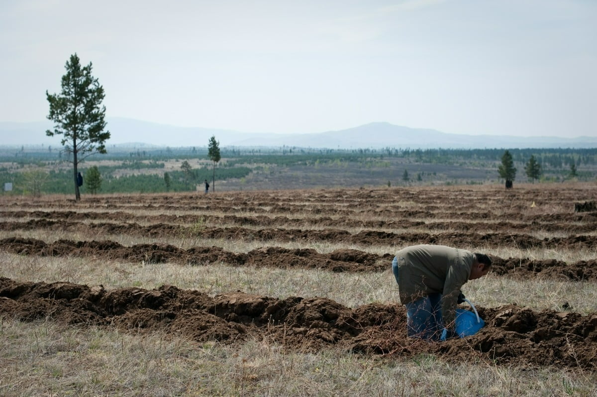 유한킴벌리는 2003년부터 몽골 토진나르스 지역에 나무를 심기 시작했다. 2014년까지 3250헥타르 면적에 1013만 그루의 나무를 심었다. 사진 제공 : 유한킴벌리