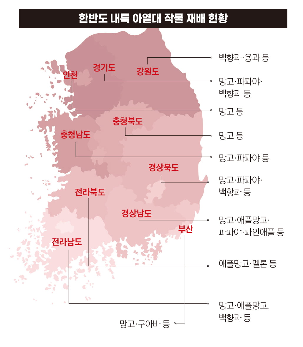 “여기 한국 맞아?”…애플망고부터 백향과까지 ‘메이드 인 코리아’[기후경제학]