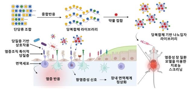 KAIST "나노 크기 탄수화물 입자로 염증성 장 질환 치료"