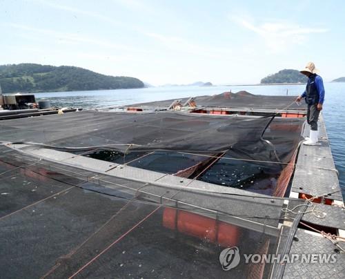 장마 뒤 찾아온 폭염에 농가 비상…가축폐사·병해충 기승 우려