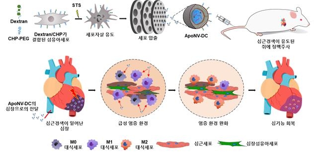 심근경색 치료하는 나노 소포체, 흔한 세포로 대량생산 길 열어